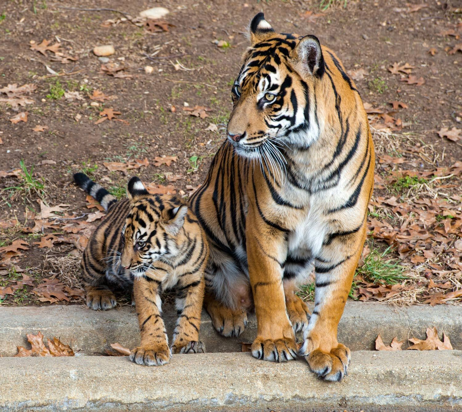 mother tiger with baby tiger