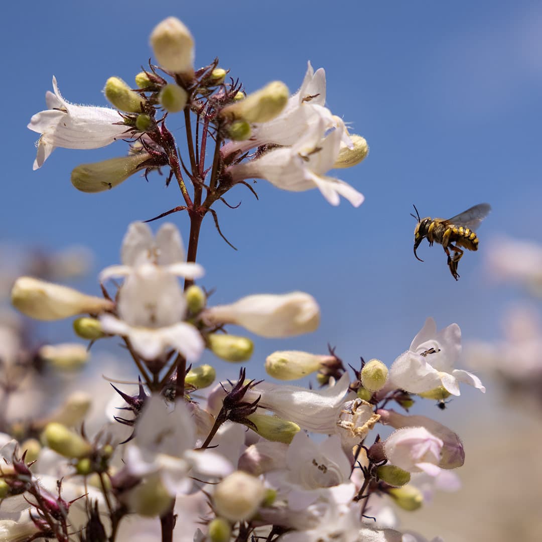 bee flies near flower