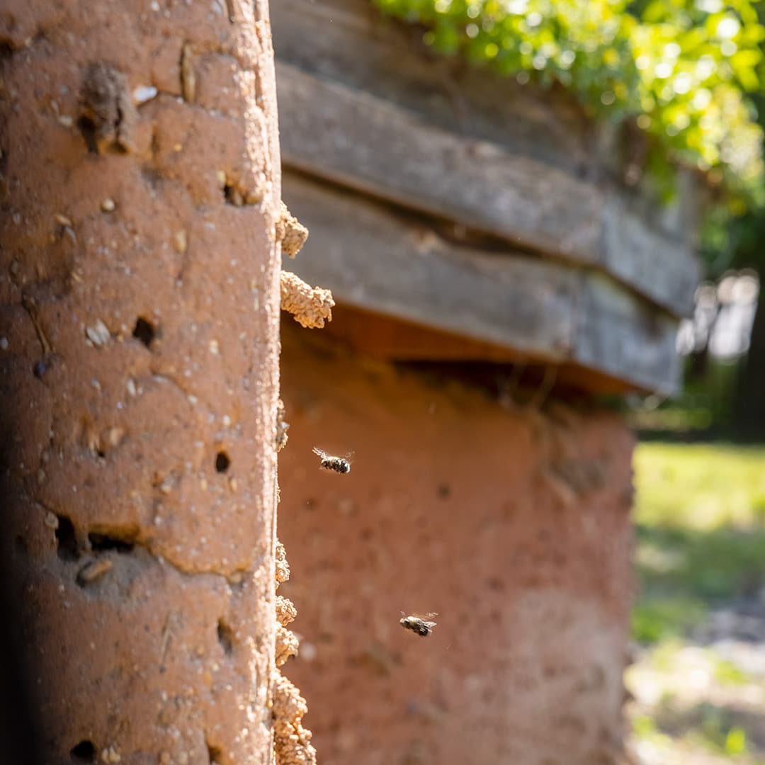 bees fly near habitat wall