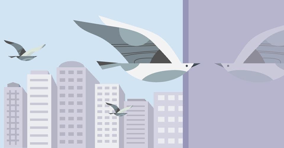 Illustration of birds flying near buildings