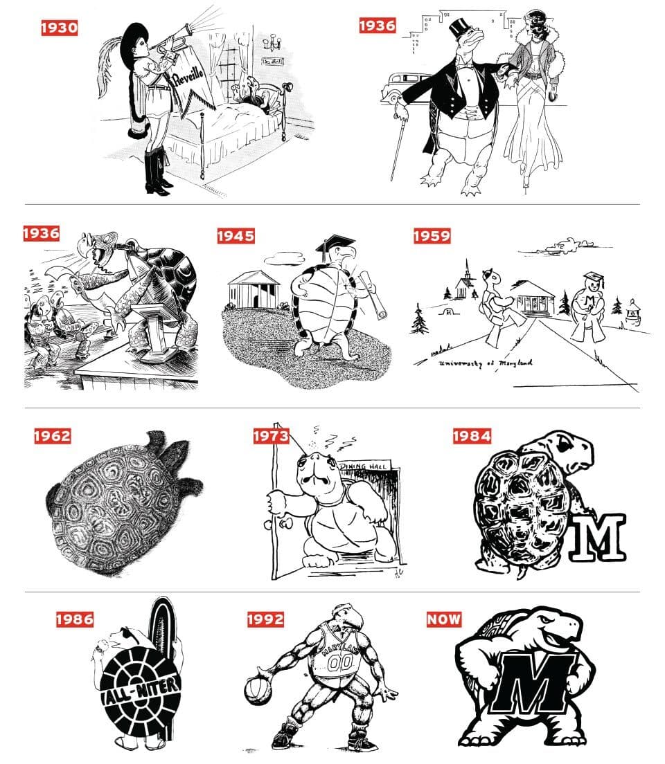 1930 drawing of Testudo being woken up by someone playing a horn; 1936 drawing of Testudo at black tie event; 1936 drawing of Testudo yelling at podium to sleeping audience; 1945 drawing of Testudo with diploma; 1959 drawing of two Testudos on campus; 1962 drawing of diamondback terrapin; 1973 drawing of Testudo at dining hall door; 1984 drawing of Testudo with block M; 1986 drawing of Testudo with sunglasses and microphone with "All-Niter" written on shell; 1992 drawing of muscular basketball player Testudo; drawing of current Testudo logo