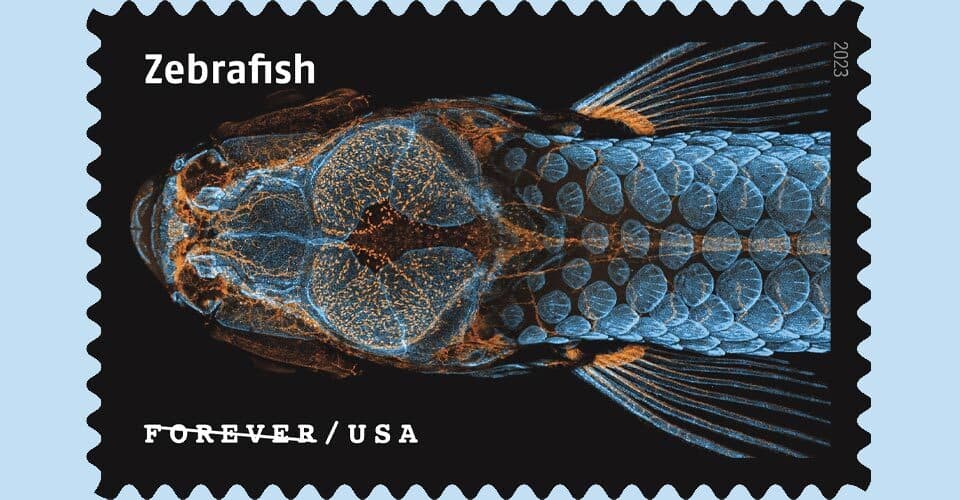 Zebrafish stamp
