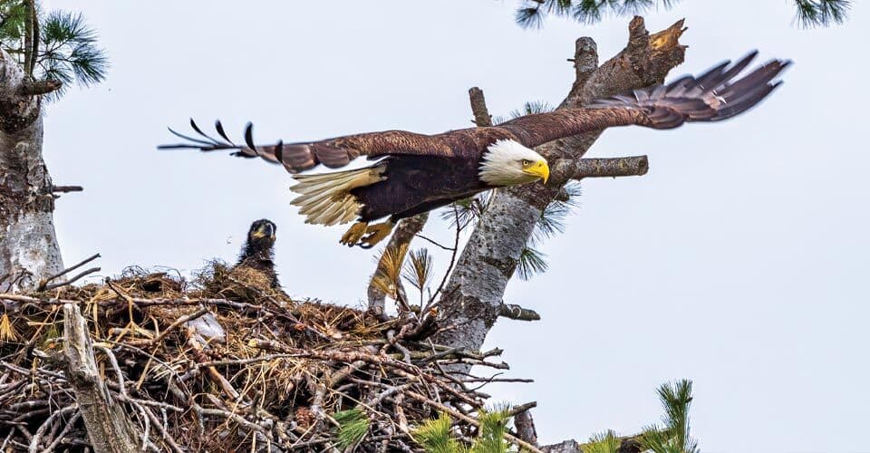adult and baby bald eagles in nest