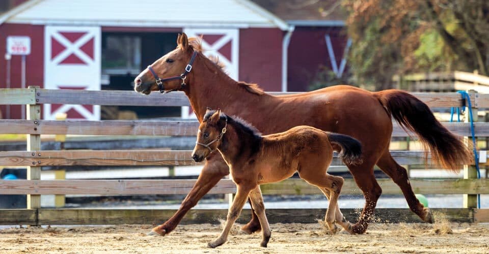 mare and foal run together at Campus Farm