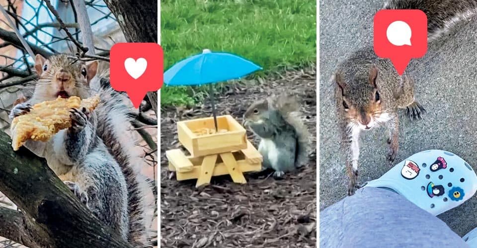 collage of squirrel eating chicken tender, squirrel at tiny picnic table and squirrel near Croc, with instagram like and comment symbols